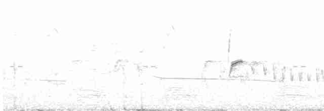 Black-eared Cuckoo - ML610957148