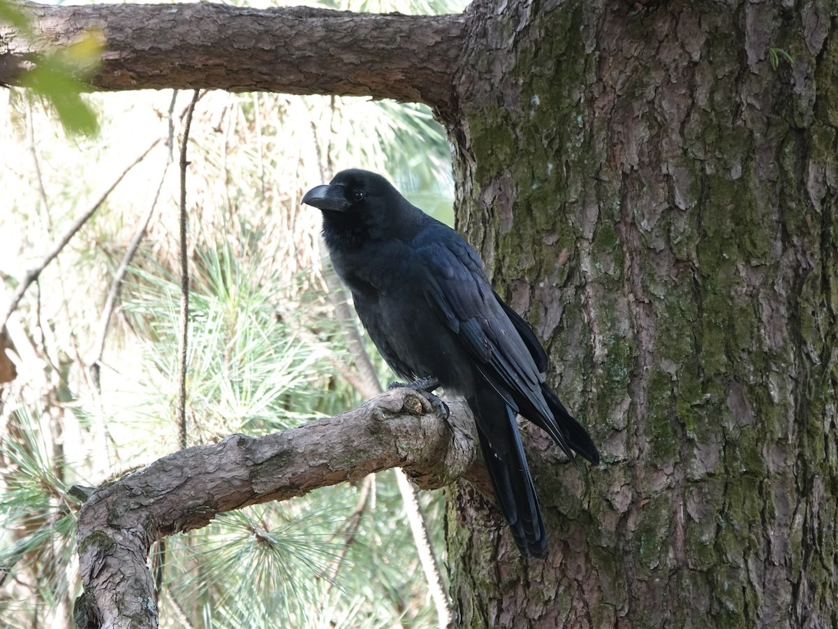 Large-billed Crow - 倖霈 余