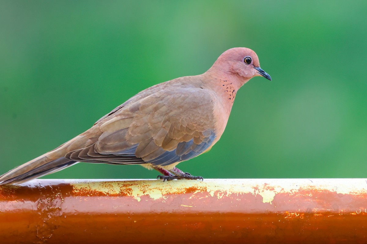 Laughing Dove - ML610957380