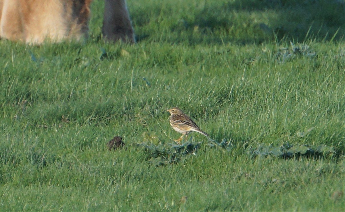 Meadow Pipit - ML610957408