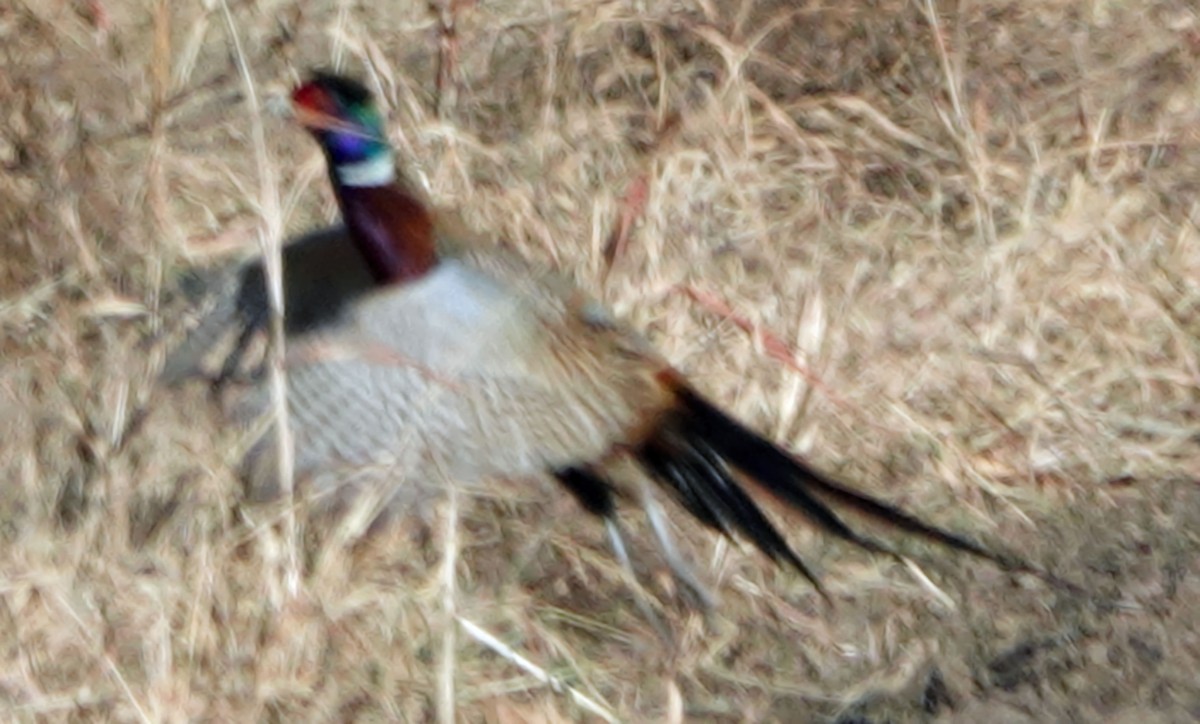 Ring-necked Pheasant - ML610957476