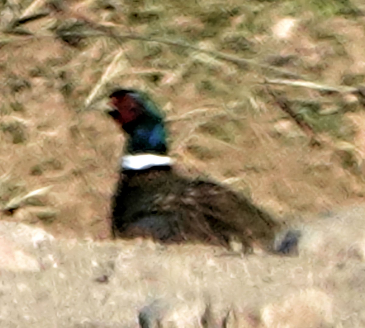 Ring-necked Pheasant - ML610957477