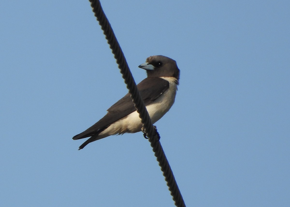 White-breasted Woodswallow - ML610957840