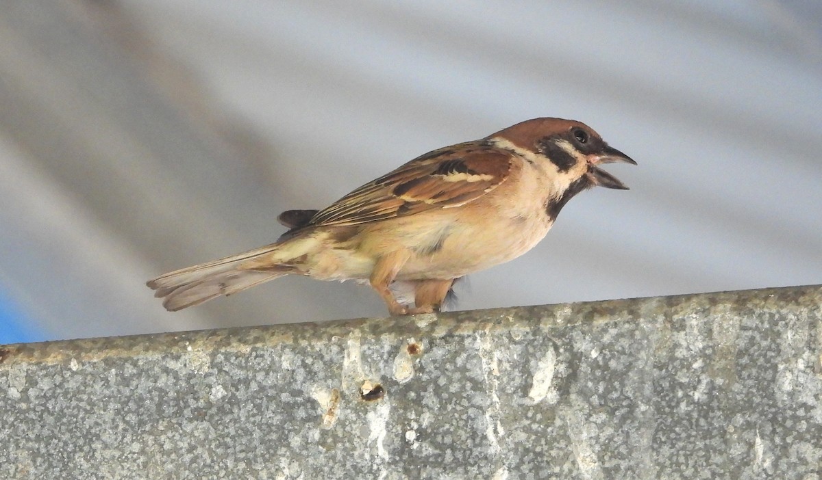 Eurasian Tree Sparrow - ML610957851