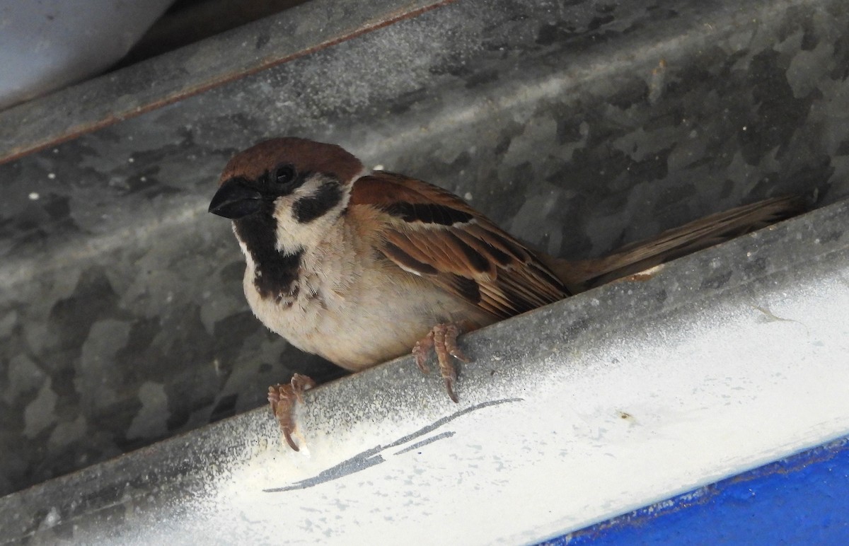 Eurasian Tree Sparrow - ML610957852