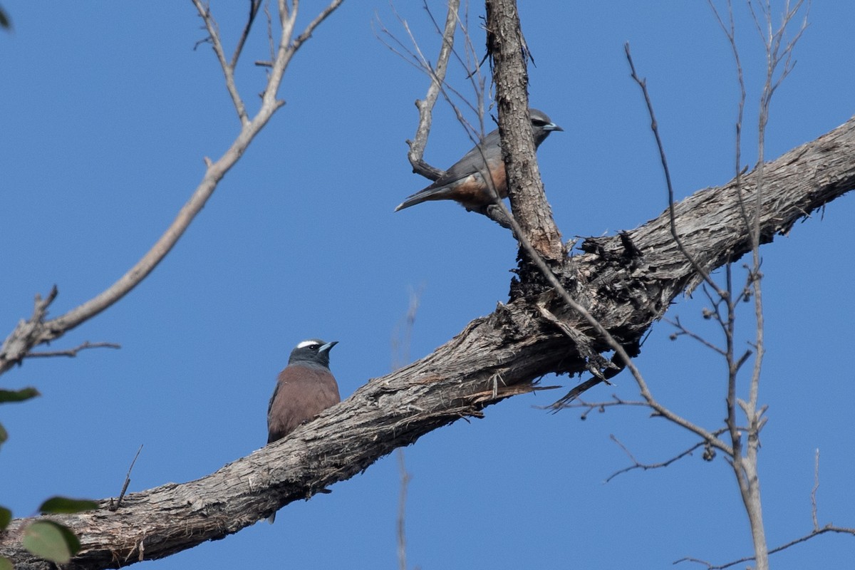 White-browed Woodswallow - ML610957918