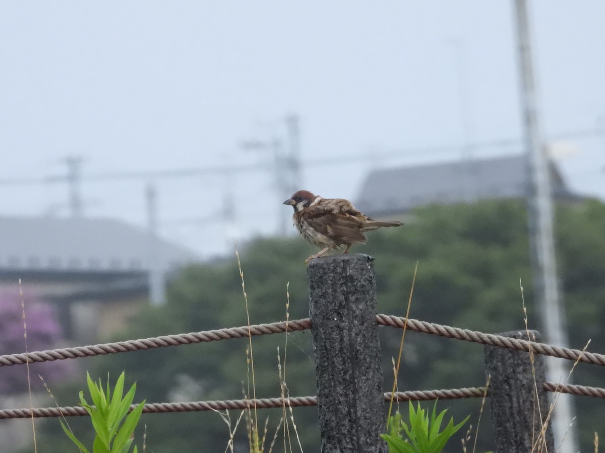Eurasian Tree Sparrow - ML610958471