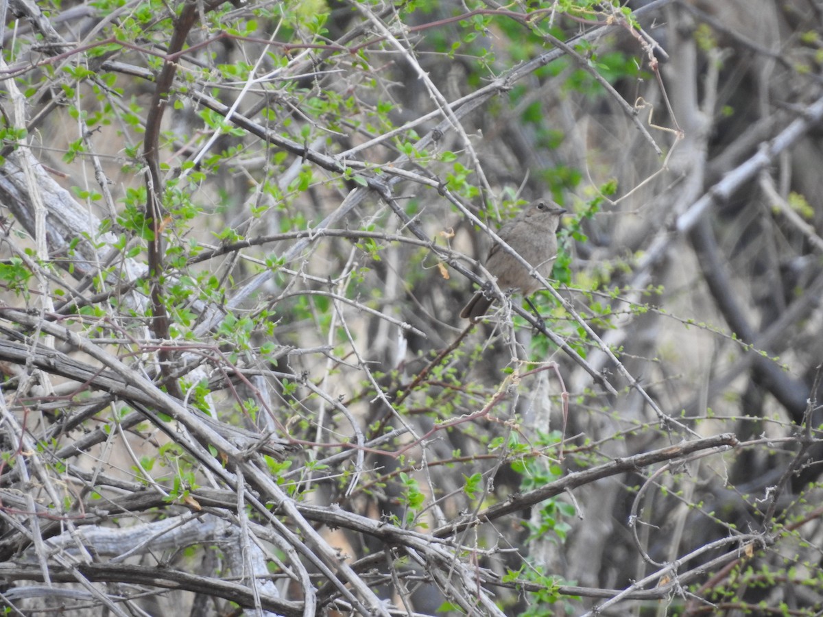 Brown-tailed Chat - Ashwin Viswanathan