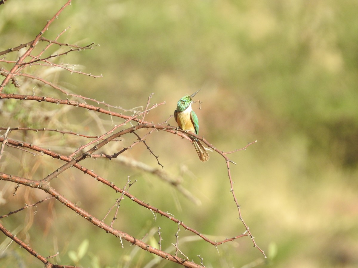 Somali Bee-eater - ML610958587