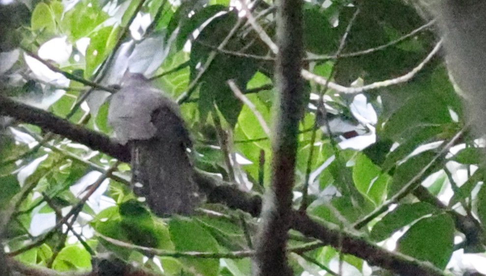 Olive Long-tailed Cuckoo - ML610958630