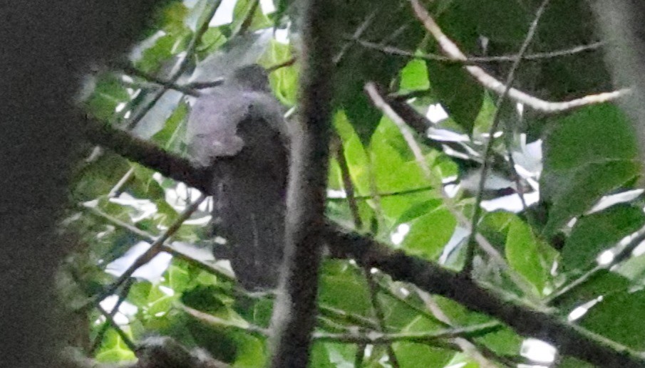 Olive Long-tailed Cuckoo - ML610958631