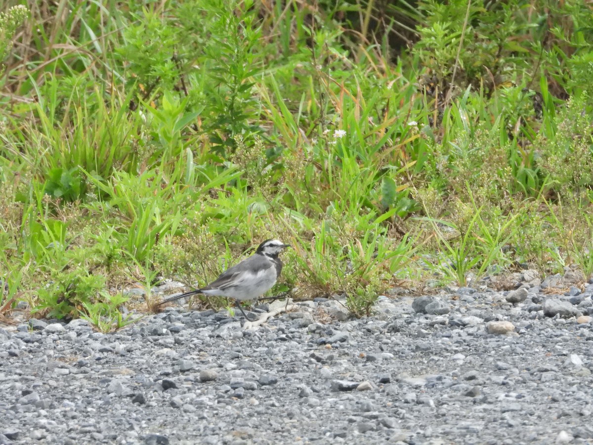 White Wagtail (Black-backed) - ML610958778