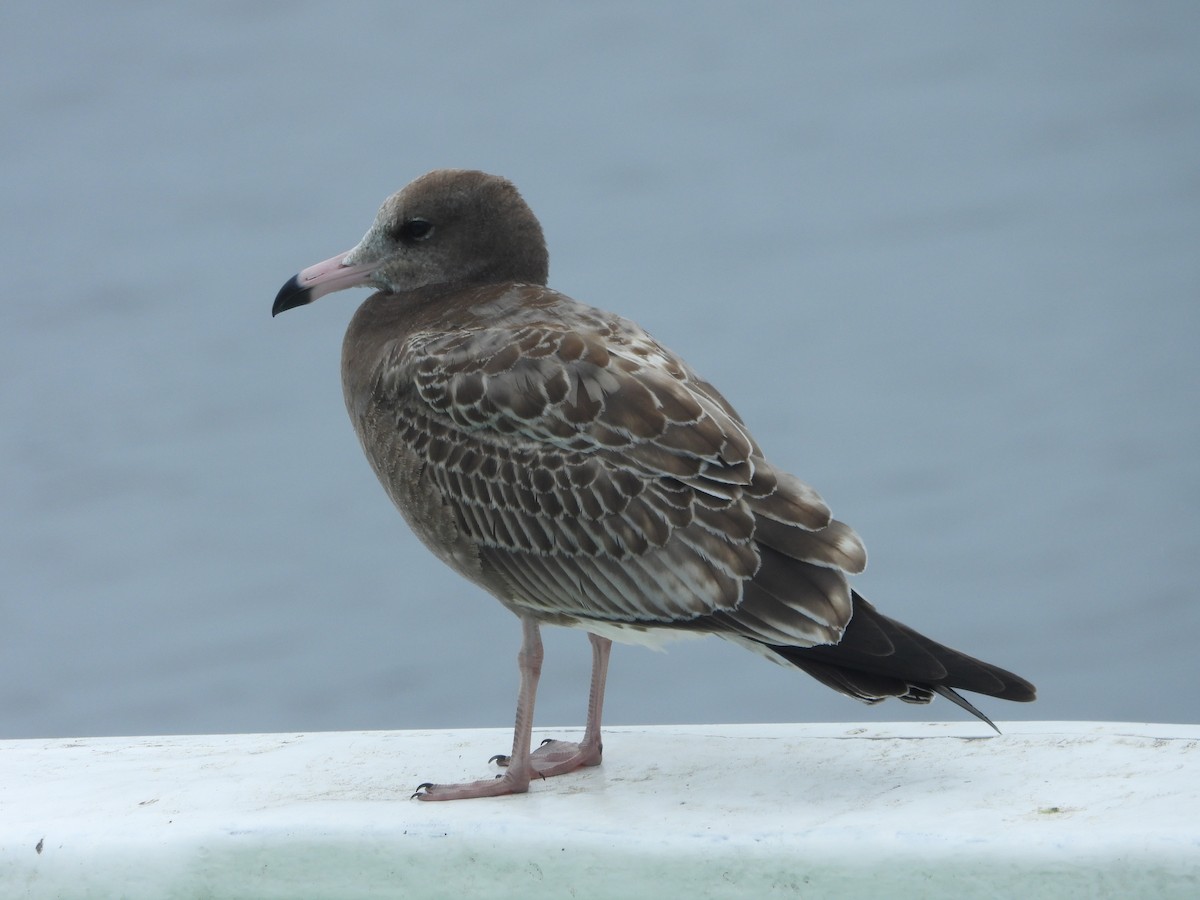 Black-tailed Gull - ML610959261