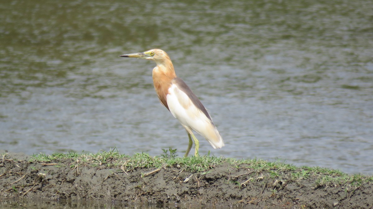 Javan Pond-Heron - ML610959594