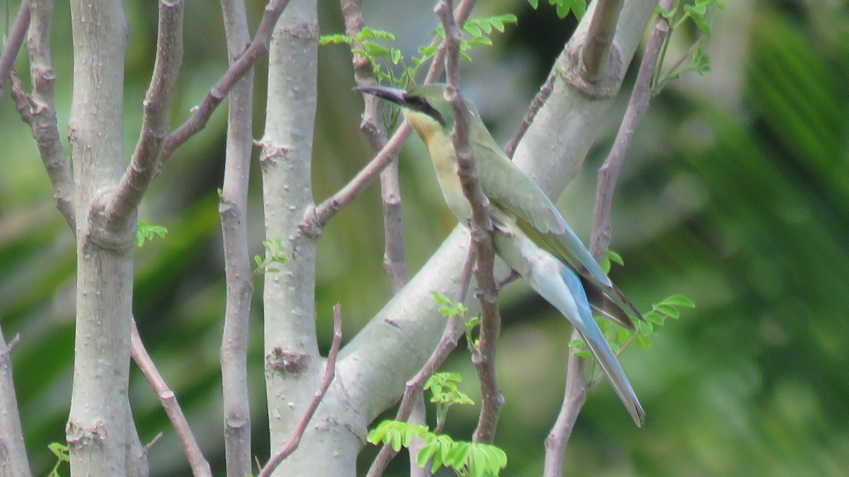 Blue-tailed Bee-eater - ML610959595