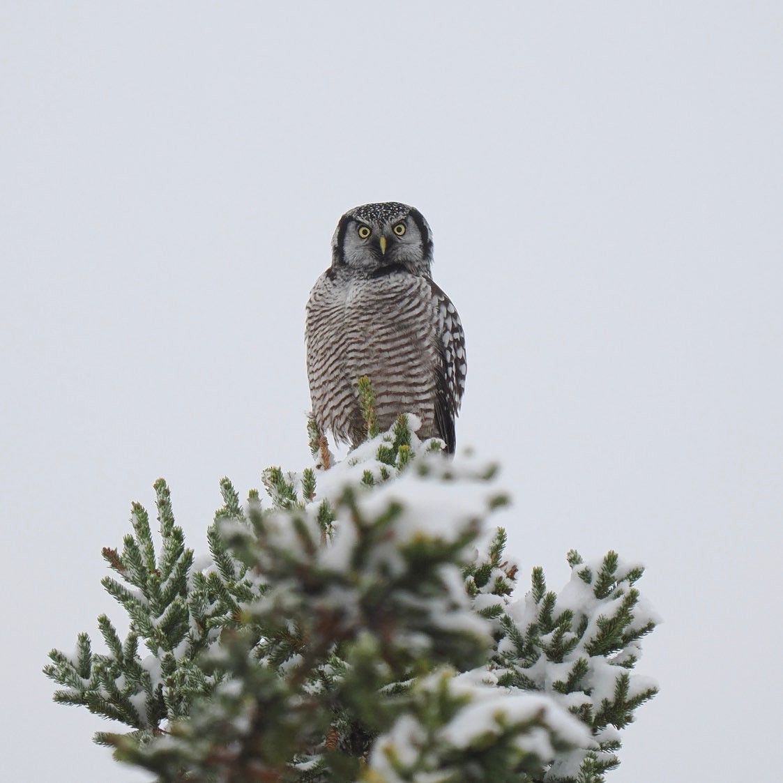 Northern Hawk Owl - ML610960126