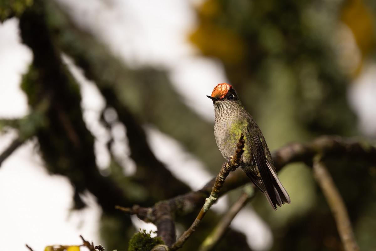Green-backed Firecrown - ML610960232