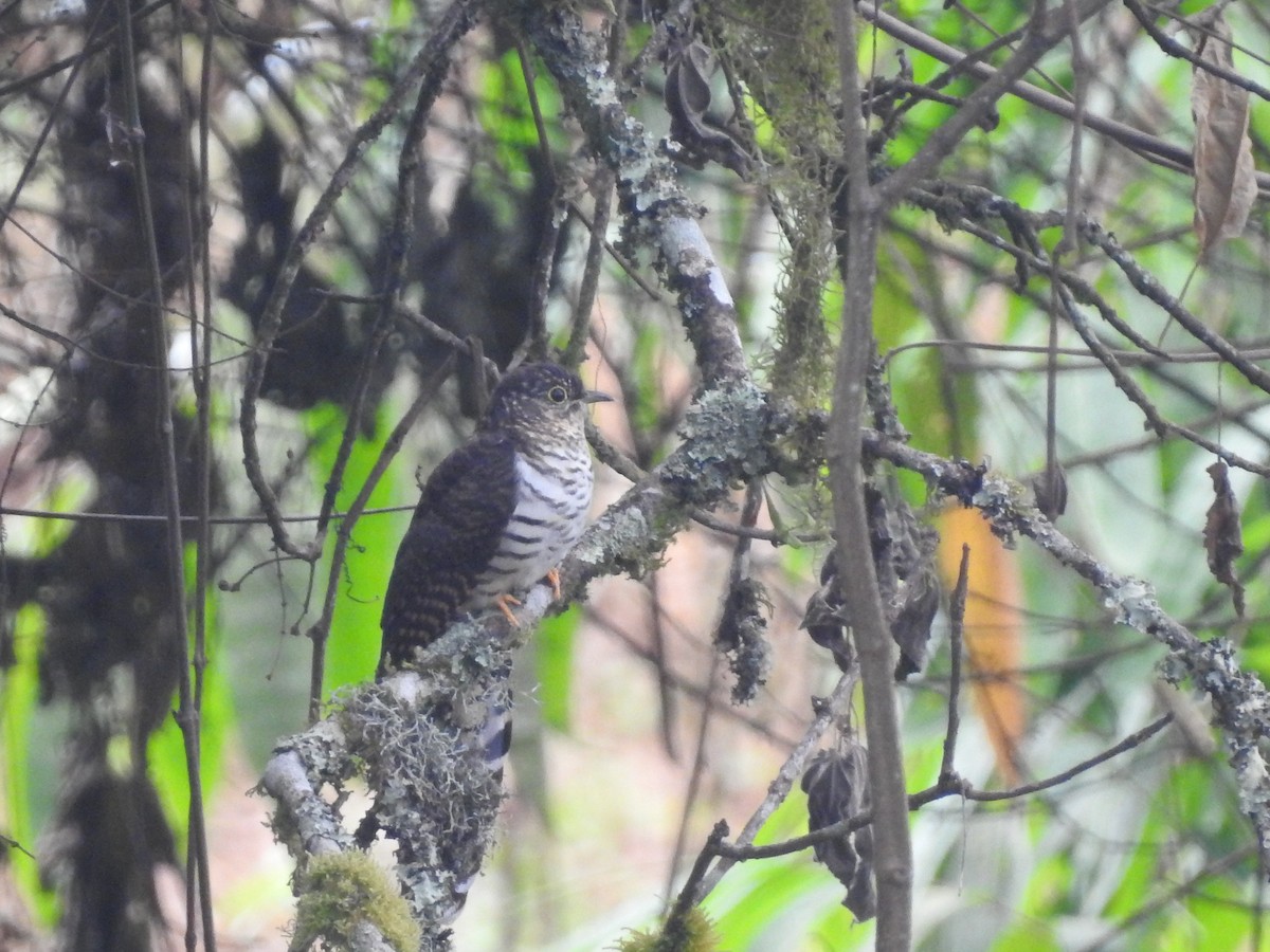 Barred Long-tailed Cuckoo - ML610960418
