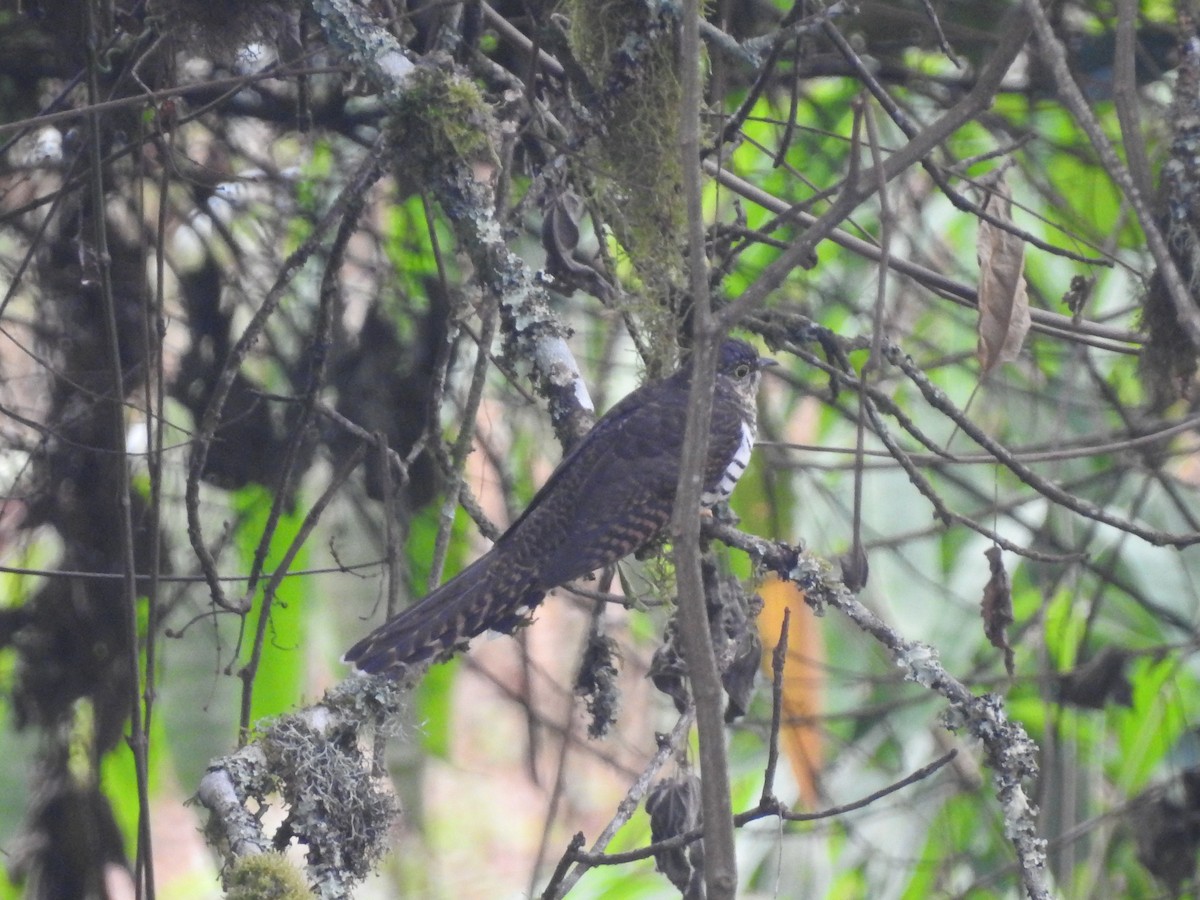 Barred Long-tailed Cuckoo - ML610960419