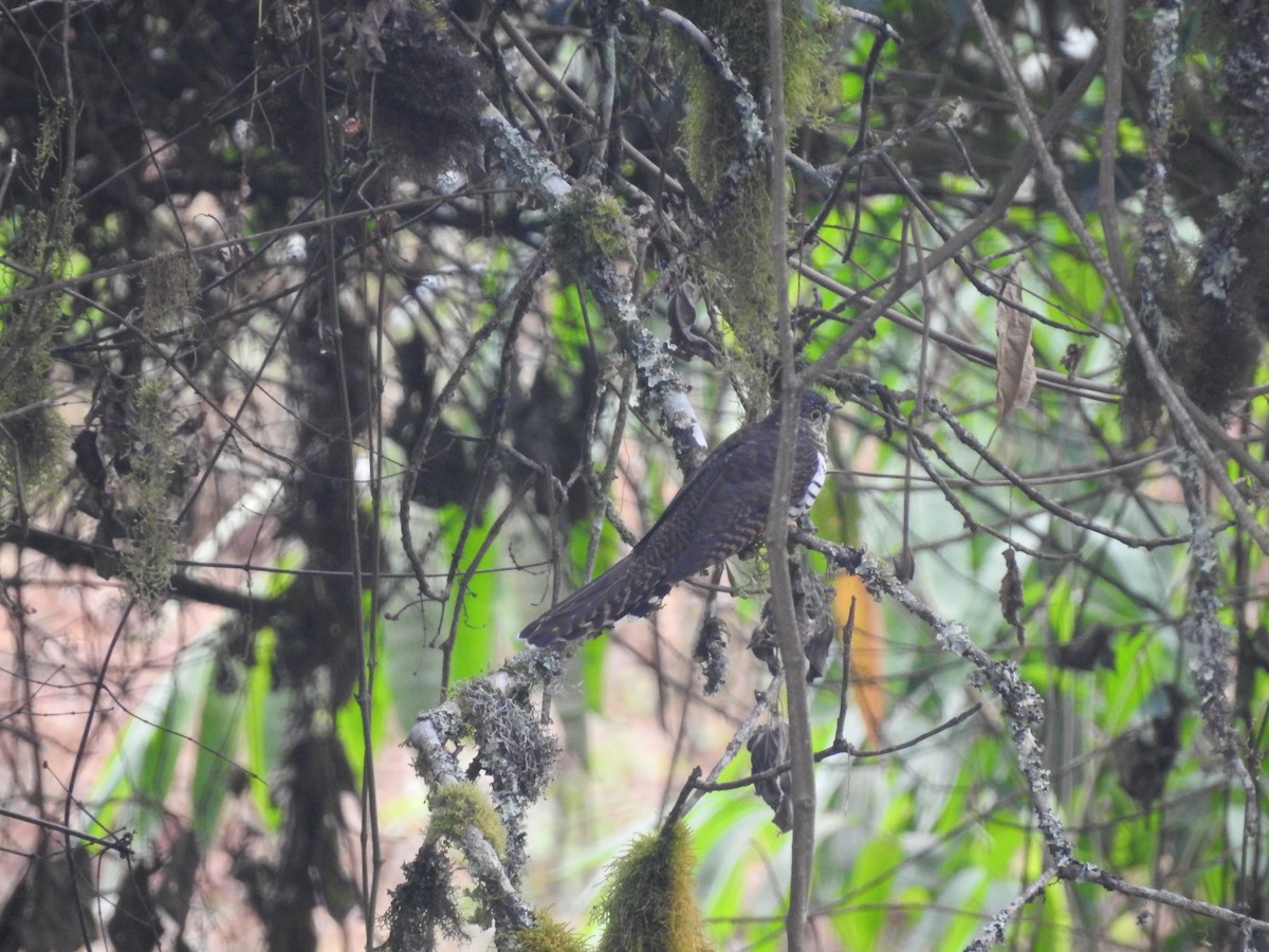 Barred Long-tailed Cuckoo - ML610960420