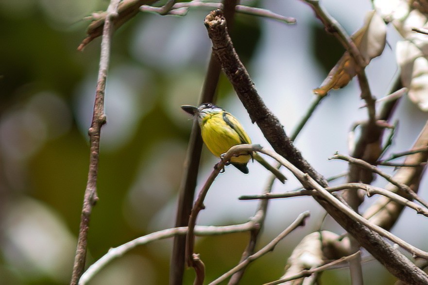 Painted Tody-Flycatcher - ML610960523