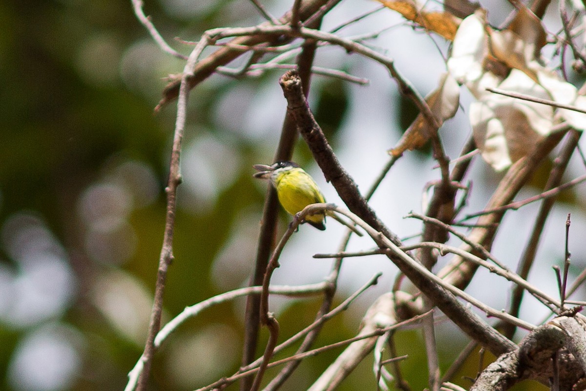 Painted Tody-Flycatcher - ML610960524