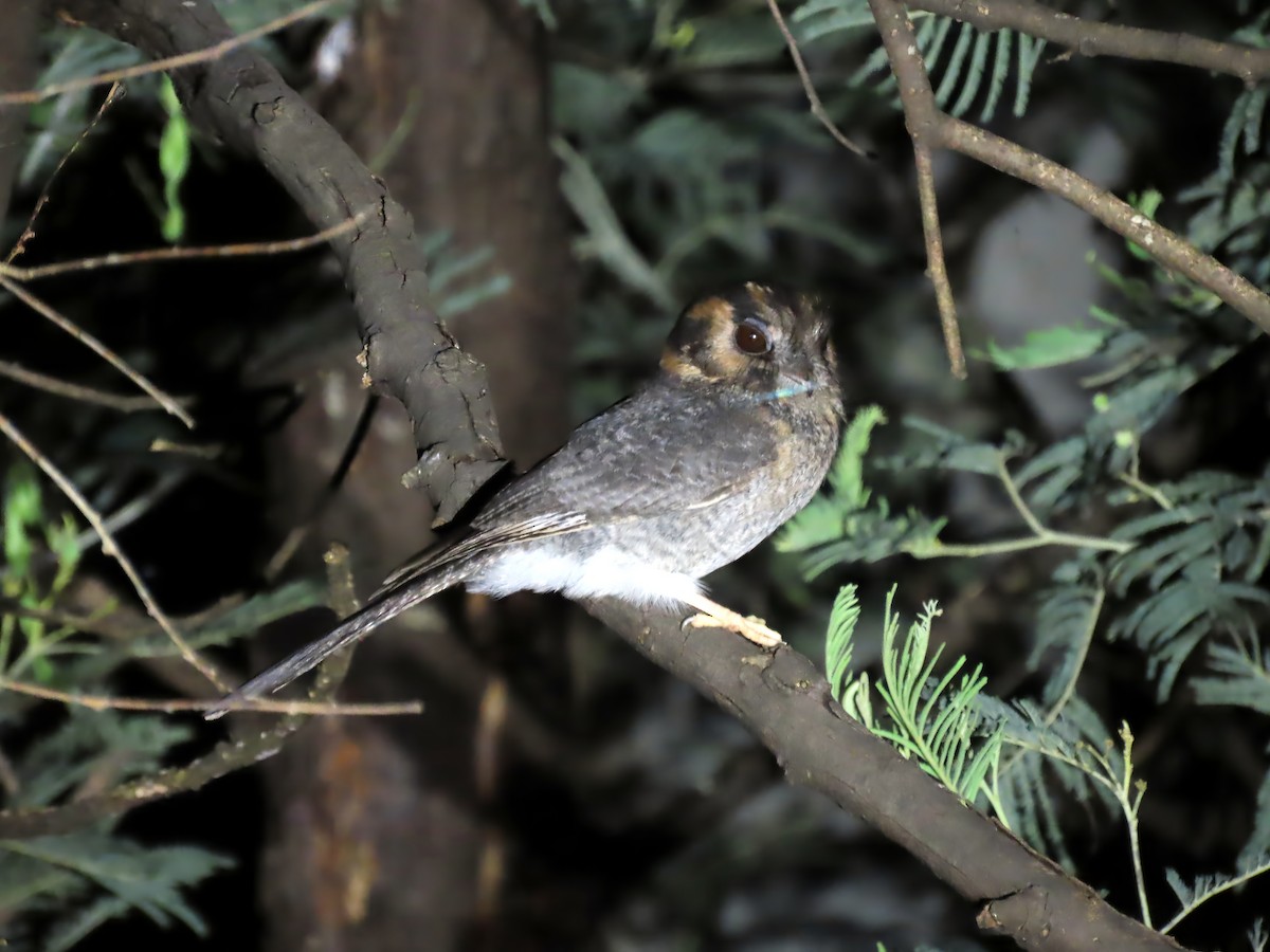 Australian Owlet-nightjar - ML610960743