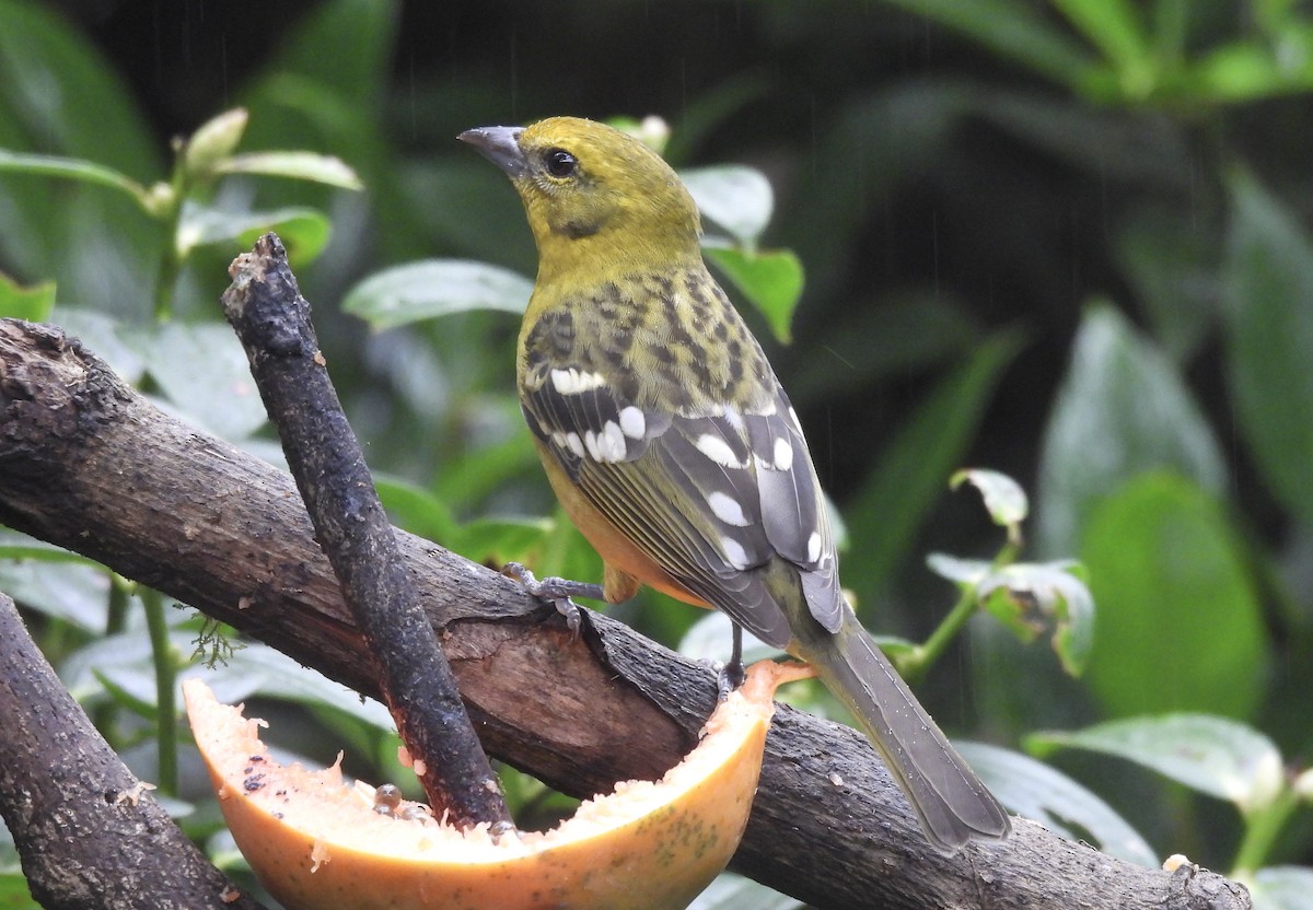Flame-colored Tanager - ML610961071