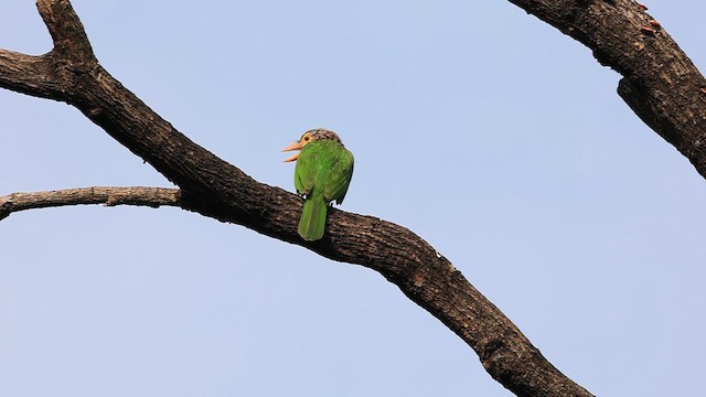 Lineated Barbet - ML610961099
