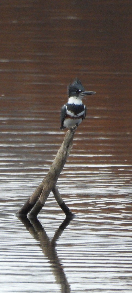 Belted Kingfisher - ML610962411