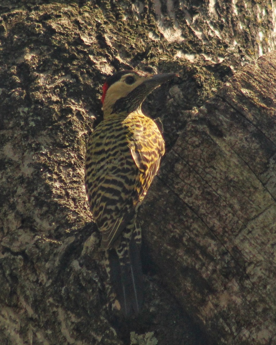 Green-barred Woodpecker (Green-barred) - ML610962582