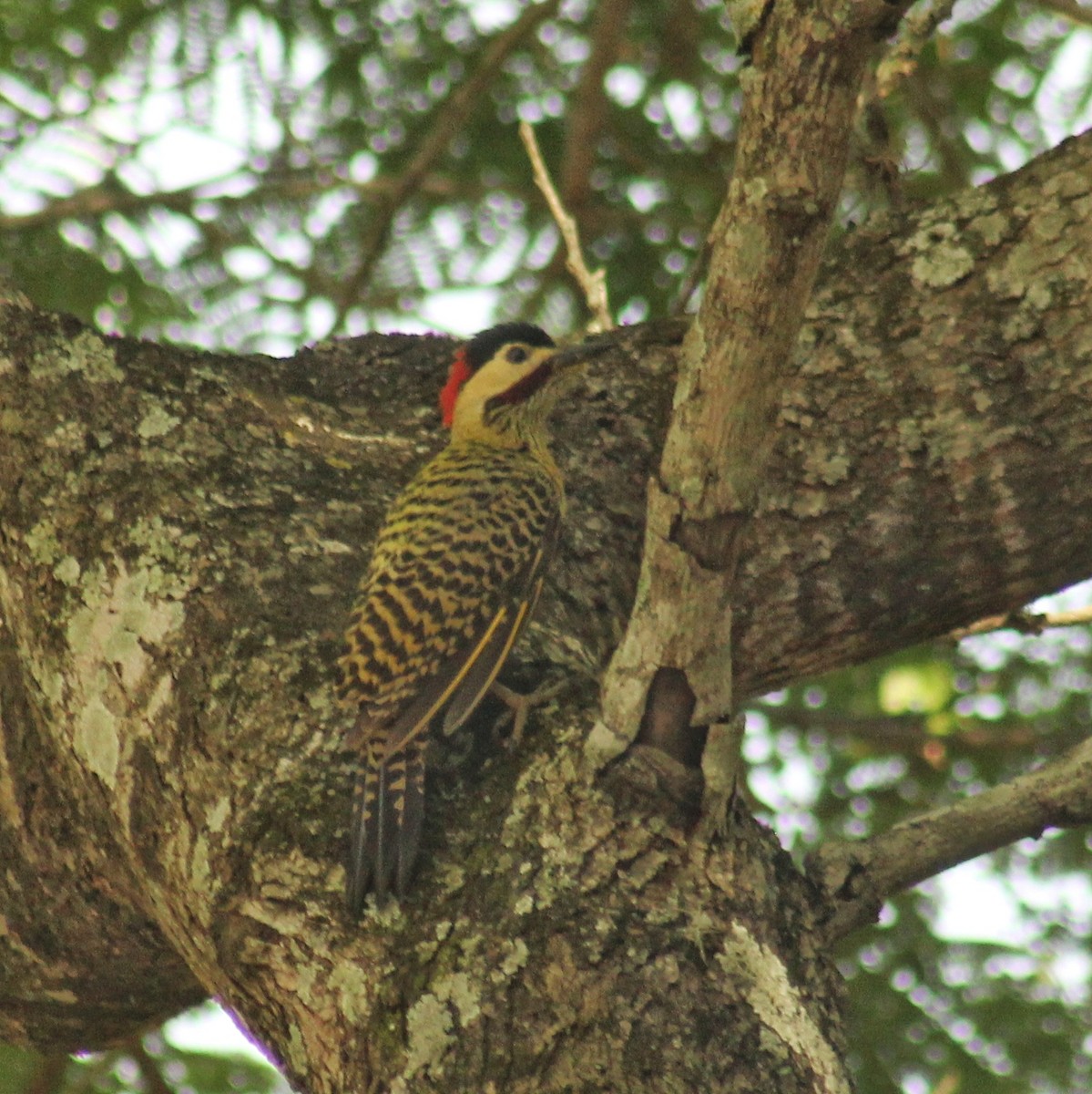 Green-barred Woodpecker (Green-barred) - Guillermo Andreo