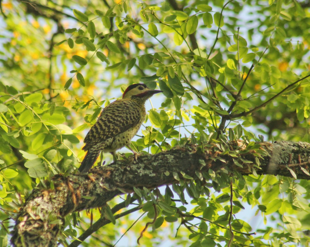Green-barred Woodpecker (Green-barred) - ML610962621