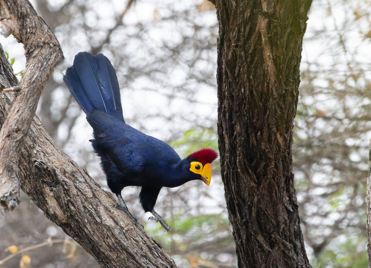 Ross's Turaco - Tristan Spurway
