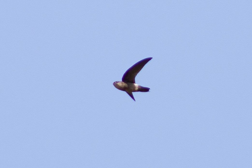 Band-rumped Swift - Dave Curtis