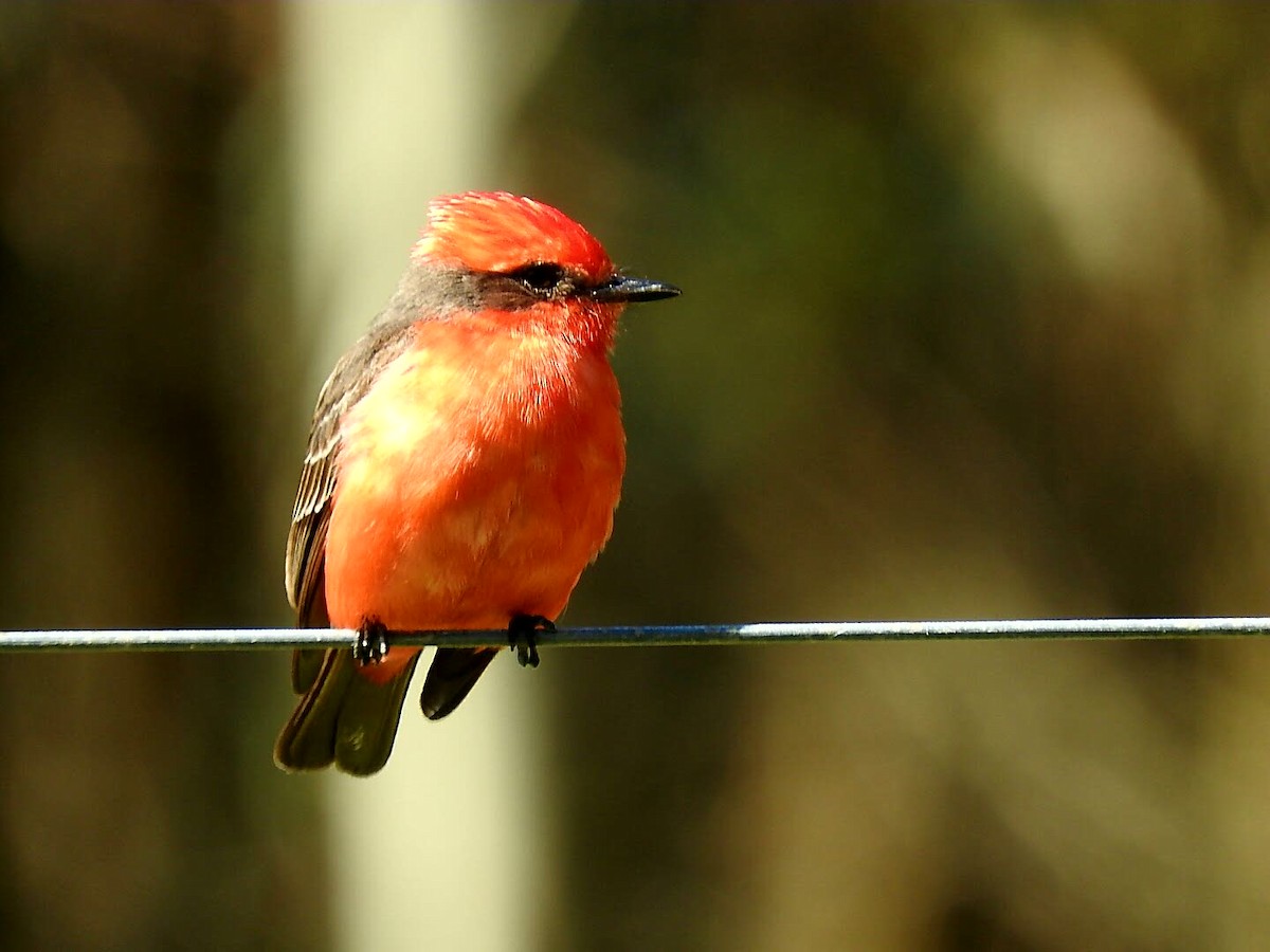 Vermilion Flycatcher - ML610963211