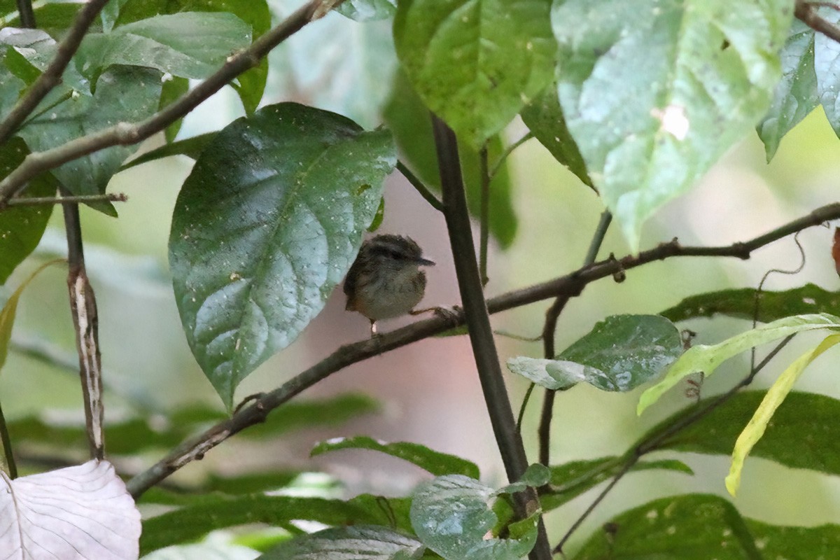 Guianan Warbling-Antbird - ML610963263