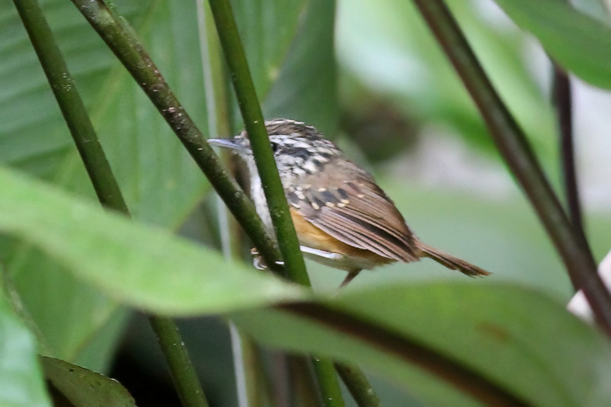 Guianan Warbling-Antbird - ML610963268