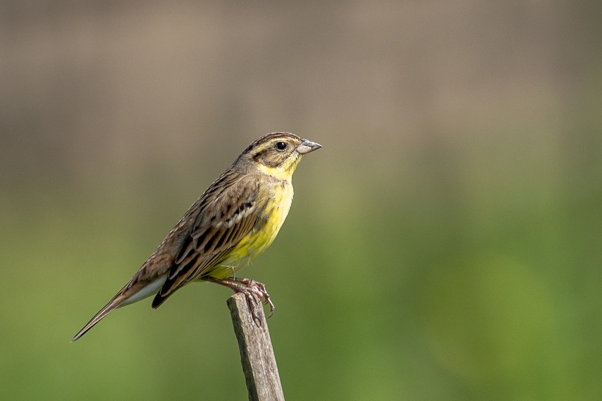 Yellow-breasted Bunting - ML610963745