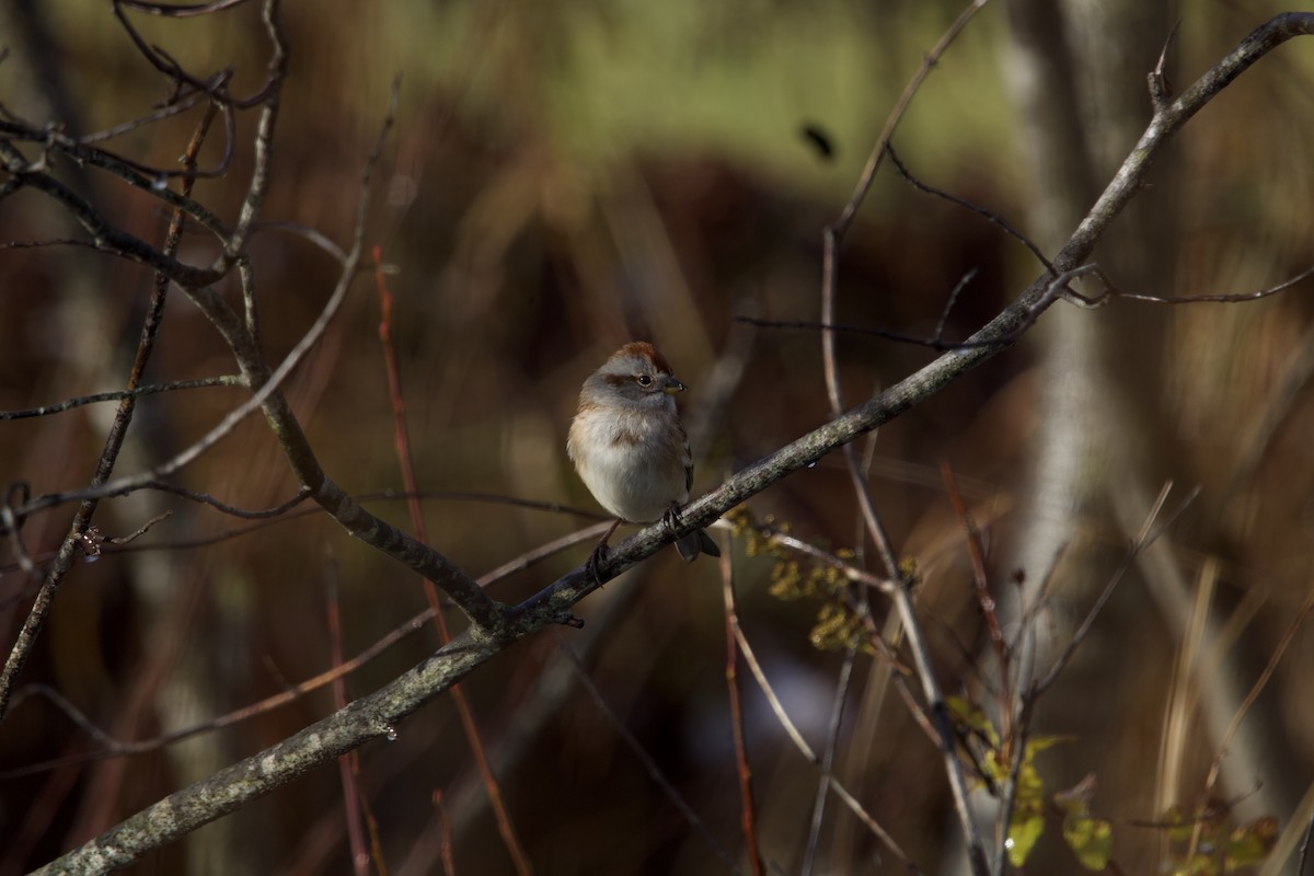 American Tree Sparrow - ML610964161