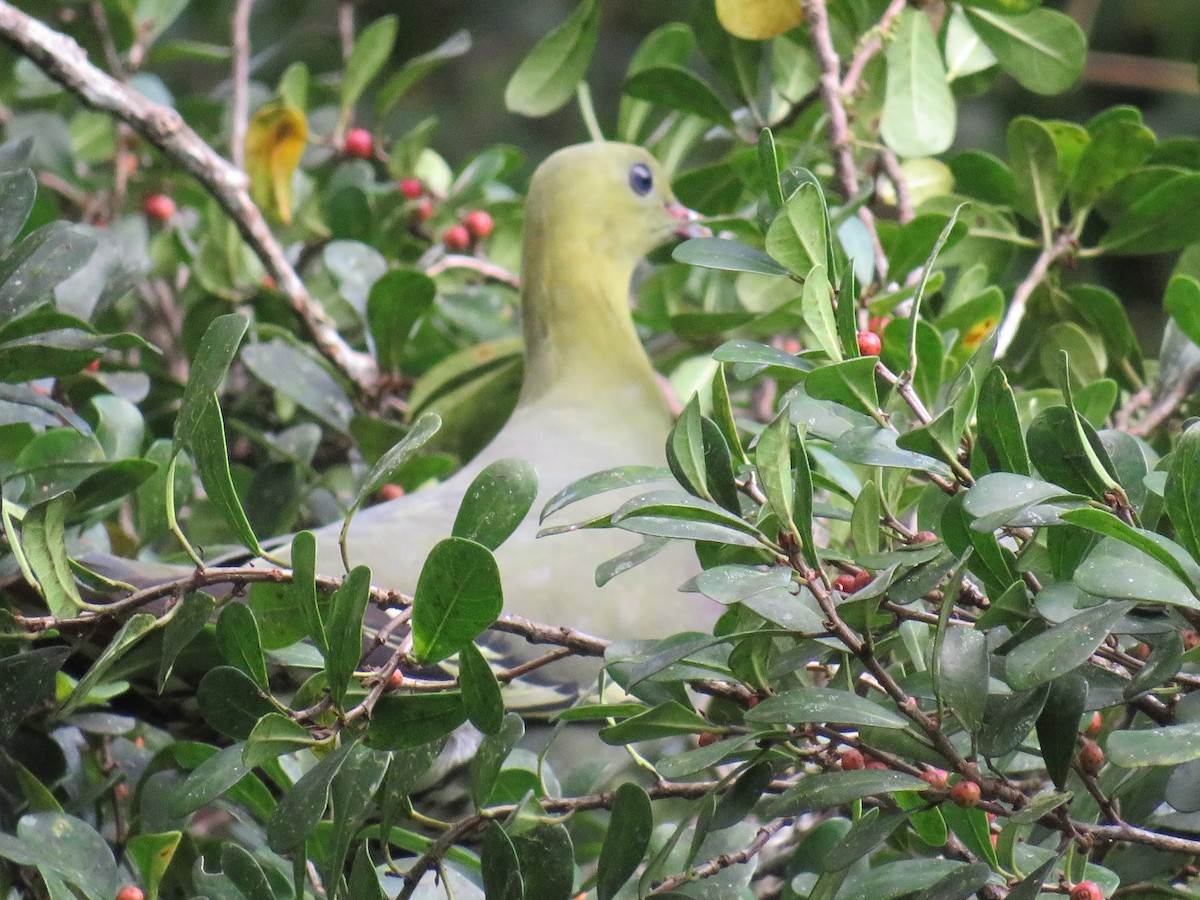 Madagascar Green-Pigeon - Sally Bergquist