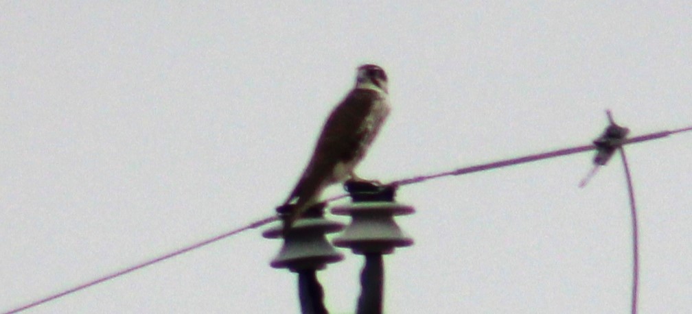 Prairie Falcon - Adair Bock