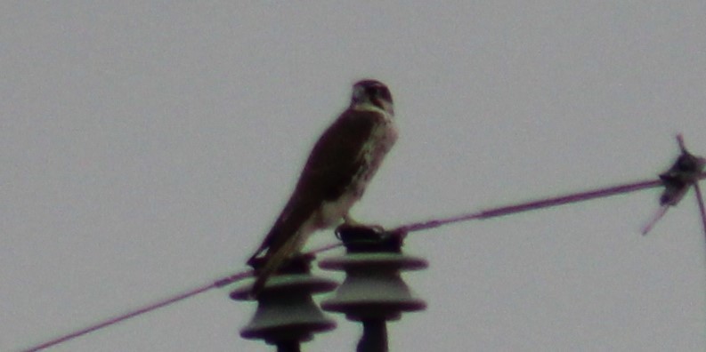 Prairie Falcon - Adair Bock