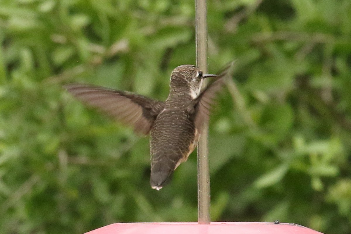Ruby-throated Hummingbird - Dan Jones
