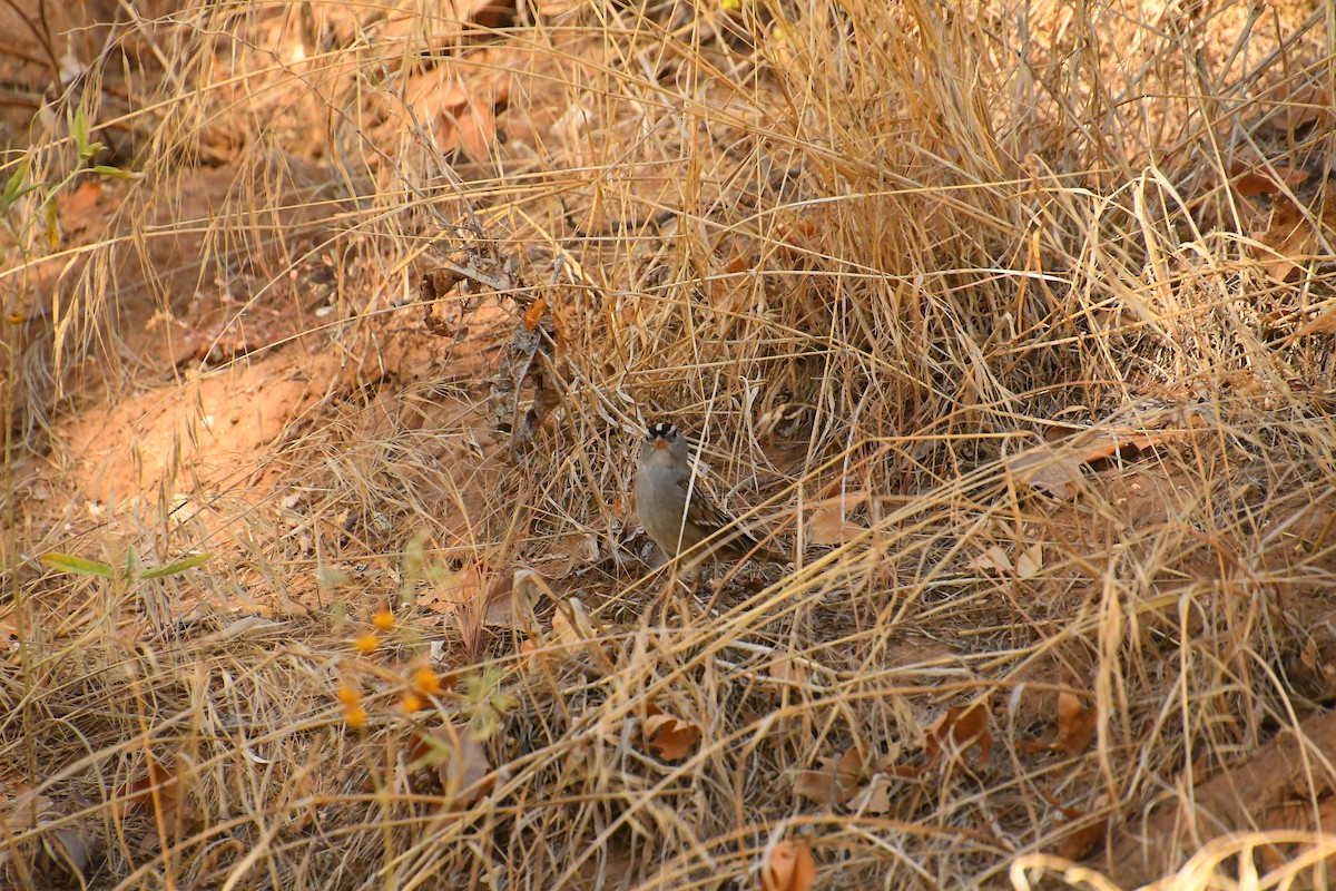 White-crowned Sparrow - ML610965456