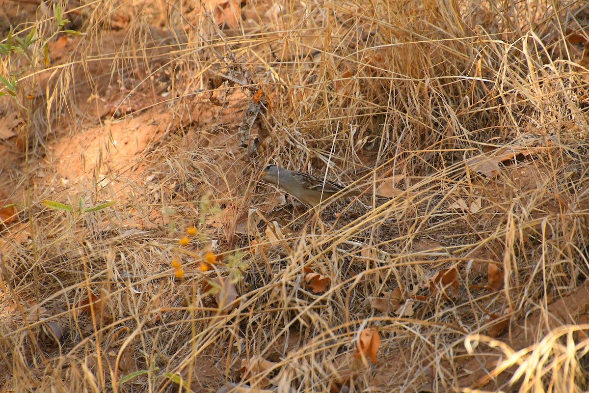 White-crowned Sparrow - Team Sidhu-White
