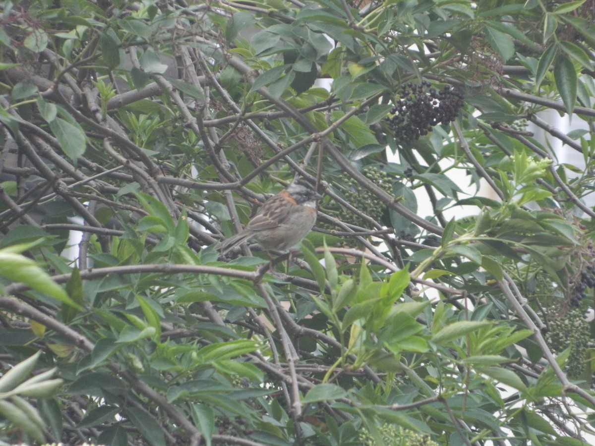 Rufous-collared Sparrow - ML610966139