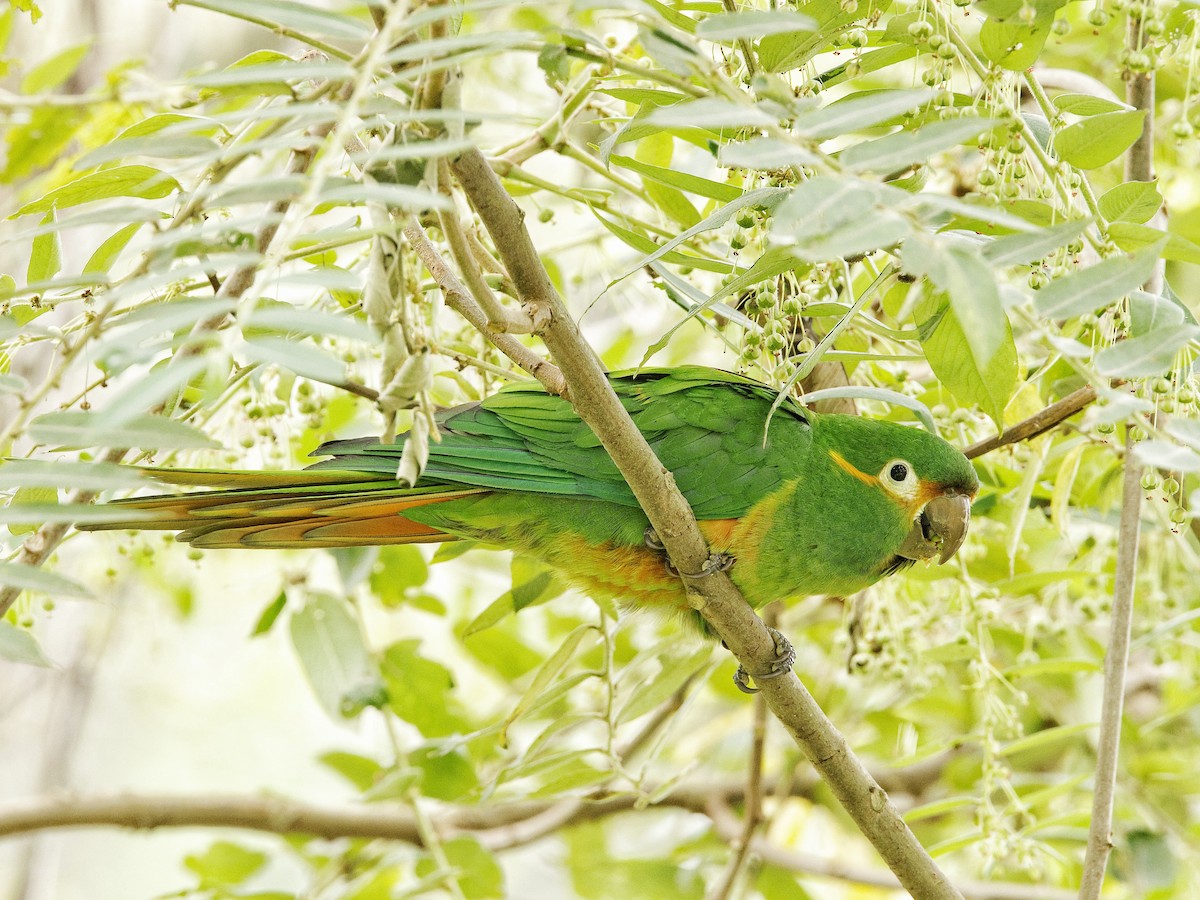 Golden-plumed Parakeet - Juan Lopez (www.juanlopezbirdtours.com)
