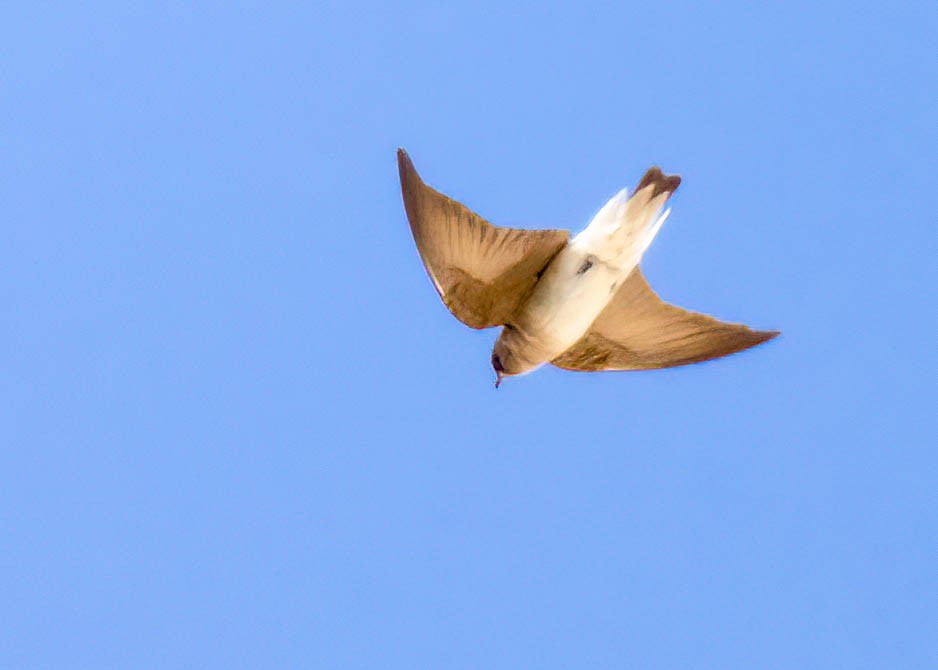 Northern Rough-winged Swallow - ML610966483