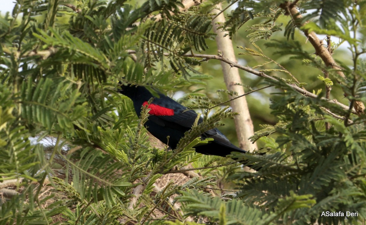 Red-shouldered Cuckooshrike - Fanis Theofanopoulos (ASalafa Deri)